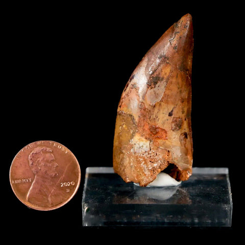 1.8" Carcharodontosaurus Fossil Tooth Cretaceous Dinosaur Morocco COA, Stand - Fossil Age Minerals
