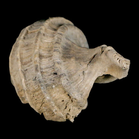 2.6" Ecphora Gardnerae Gastropod Fossil Shell Lee Creek Miocene Epoch North Carolina - Fossil Age Minerals