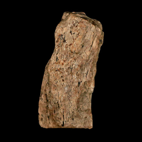1.2" Tyrannosaurus Rex Fossil Bone Dinosaur Lance Creek Formation Wyoming COA