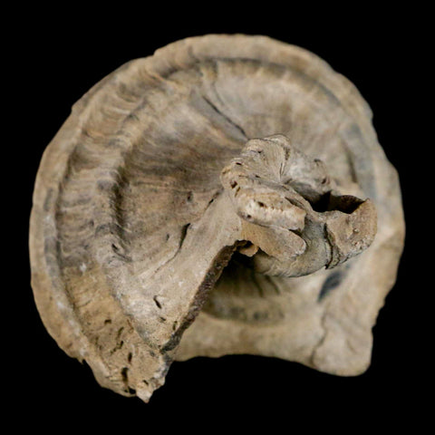 2.6" Ecphora Gardnerae Gastropod Fossil Shell Lee Creek Miocene Epoch North Carolina - Fossil Age Minerals