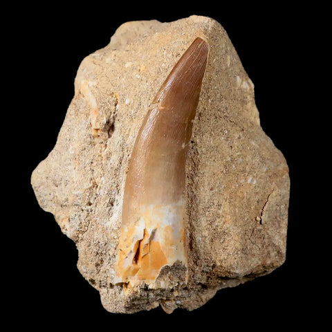 XL 2.3" Plesiosaur Zarafasaura Tooth Fossil In Matrix Cretaceous Dinosaur Era COA - Fossil Age Minerals