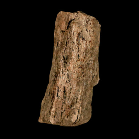 1.2" Tyrannosaurus Rex Fossil Bone Dinosaur Lance Creek Formation Wyoming COA