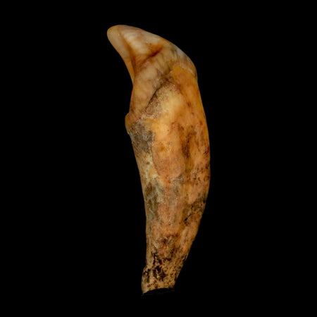 1.9" Extinct Cave Bear Ursus Spelaeus Incisor Tooth Rooted Pleistocene Age COA, Stand