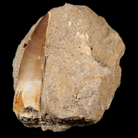 XL 2.3" Plesiosaur Zarafasaura Tooth Fossil In Matrix Cretaceous Dinosaur Era COA - Fossil Age Minerals