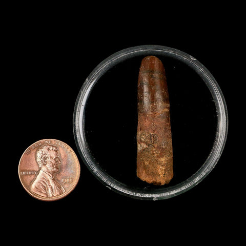 1.5" Rebbachisaurus Sauropod Fossil Tooth Early Cretaceous Dinosaur COA, Display