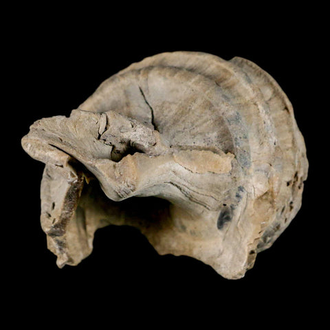 2.6" Ecphora Gardnerae Gastropod Fossil Shell Lee Creek Miocene Epoch North Carolina - Fossil Age Minerals