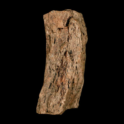 1.2" Tyrannosaurus Rex Fossil Bone Dinosaur Lance Creek Formation Wyoming COA