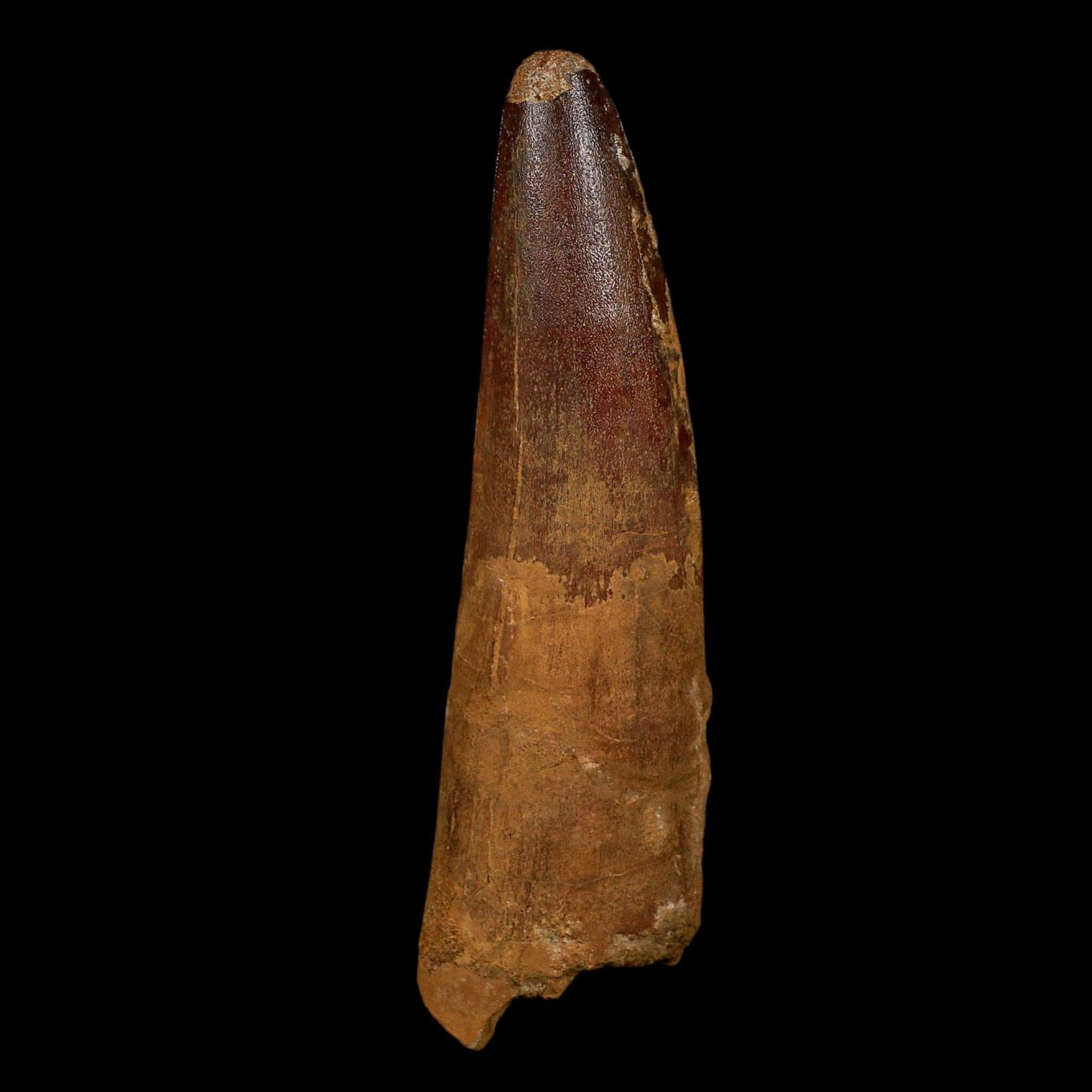 XL 3.8
