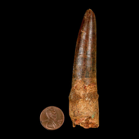 XL 3.6" Spinosaurus Fossil Tooth 100 Million Years Old Cretaceous Dinosaur COA - Fossil Age Minerals