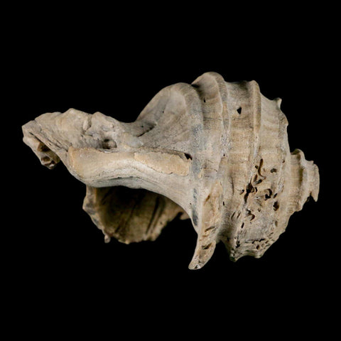 2.6" Ecphora Gardnerae Gastropod Fossil Shell Lee Creek Miocene Epoch North Carolina - Fossil Age Minerals