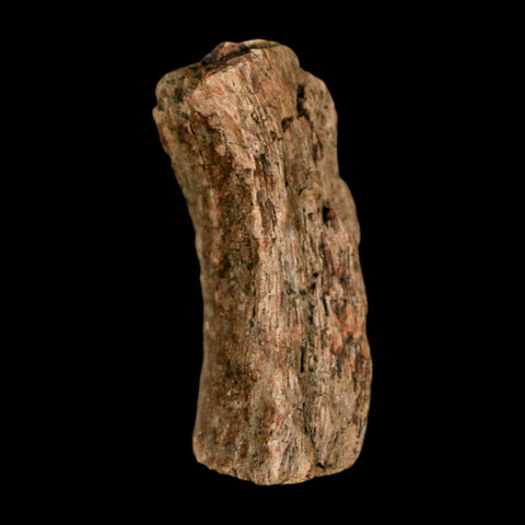 1.2" Tyrannosaurus Rex Fossil Bone Dinosaur Lance Creek Formation Wyoming COA