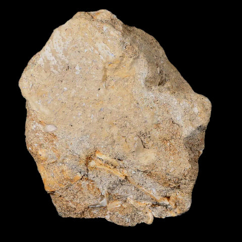 XL 2.3" Plesiosaur Zarafasaura Tooth Fossil In Matrix Cretaceous Dinosaur Era COA - Fossil Age Minerals