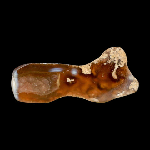 3" Agatized Coral Slabs Fossil Oligocene and Miocene Epochs Tampa Bay Florida