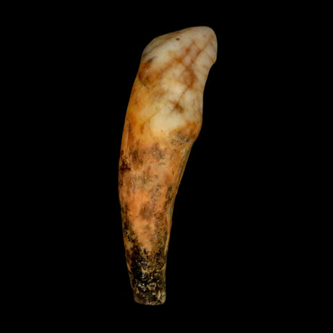 1.9" Extinct Cave Bear Ursus Spelaeus Incisor Tooth Rooted Pleistocene Age COA, Stand
