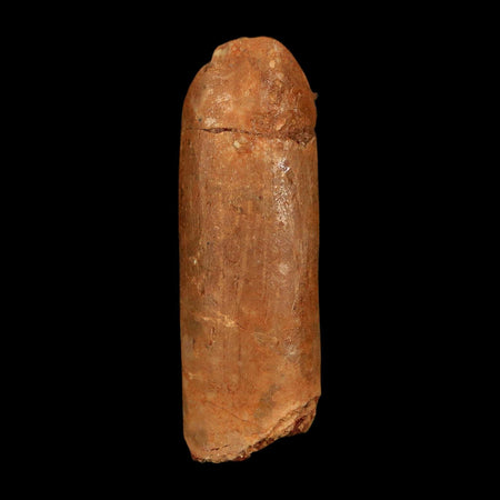 1.3" Rebbachisaurus Sauropod Fossil Tooth Early Cretaceous Dinosaur COA, Display