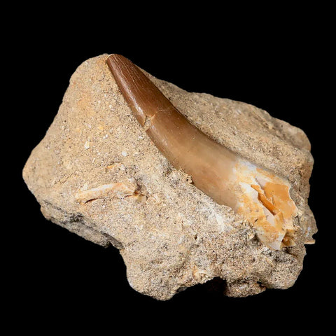 XL 2.3" Plesiosaur Zarafasaura Tooth Fossil In Matrix Cretaceous Dinosaur Era COA - Fossil Age Minerals