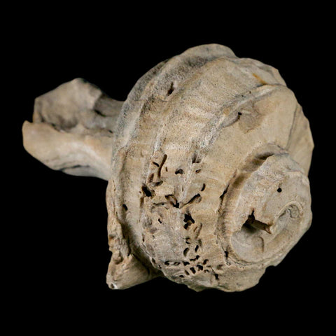 2.6" Ecphora Gardnerae Gastropod Fossil Shell Lee Creek Miocene Epoch North Carolina - Fossil Age Minerals