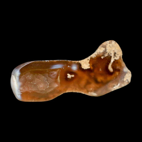 3" Agatized Coral Slabs Fossil Oligocene and Miocene Epochs Tampa Bay Florida