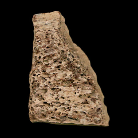 0.9" Tyrannosaurus Rex Fossil Bone Marrow Dinosaur Lance Creek FM WY COA Display