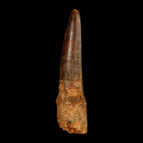 XL 3.6" Spinosaurus Fossil Tooth 100 Million Years Old Cretaceous Dinosaur COA - Fossil Age Minerals