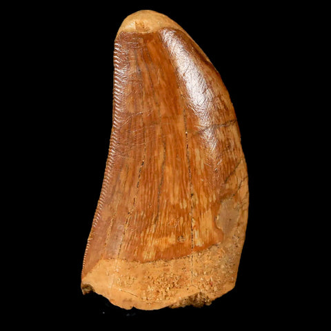 1.5" Carcharodontosaurus Fossil Tooth Cretaceous Dinosaur Morocco COA, Stand - Fossil Age Minerals
