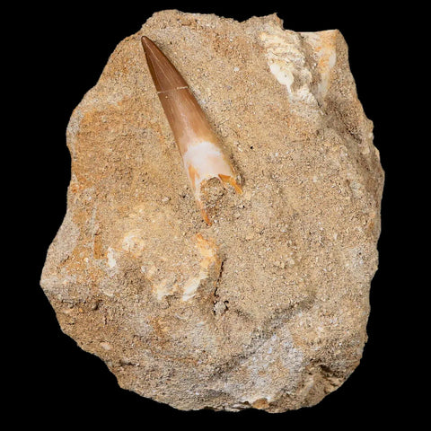 1.4" Plesiosaur Zarafasaura Tooth Fossil In Matrix Cretaceous Dinosaur Era COA - Fossil Age Minerals