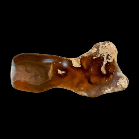 3" Agatized Coral Slabs Fossil Oligocene and Miocene Epochs Tampa Bay Florida