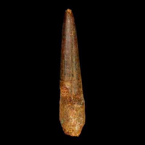 XL 3.6" Spinosaurus Fossil Tooth 100 Million Years Old Cretaceous Dinosaur COA - Fossil Age Minerals