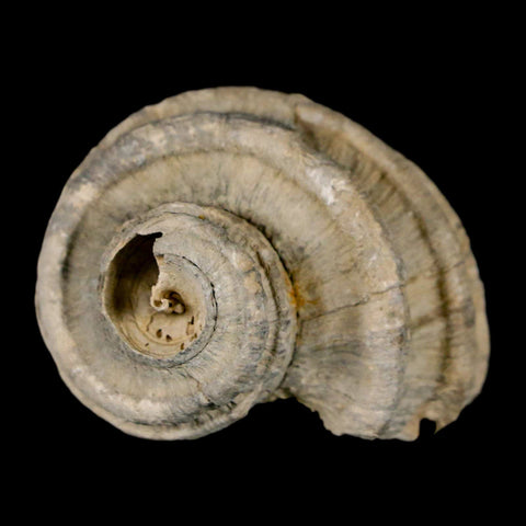 1.8" Ecphora Gardnerae Gastropod Fossil Shell Lee Creek Miocene Epoch North Carolina - Fossil Age Minerals