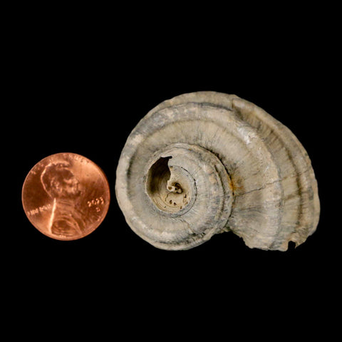 1.8" Ecphora Gardnerae Gastropod Fossil Shell Lee Creek Miocene Epoch North Carolina - Fossil Age Minerals