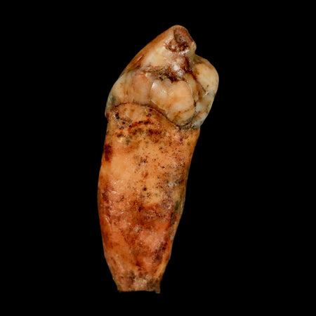 1.4" Extinct Cave Bear Ursus Spelaeus Incisor Tooth Rooted Pleistocene Age COA, Stand