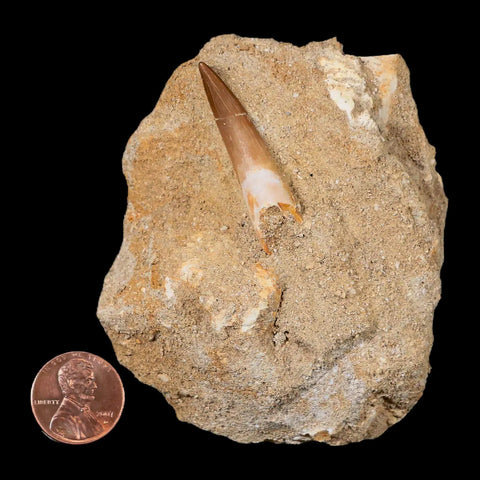 1.4" Plesiosaur Zarafasaura Tooth Fossil In Matrix Cretaceous Dinosaur Era COA - Fossil Age Minerals
