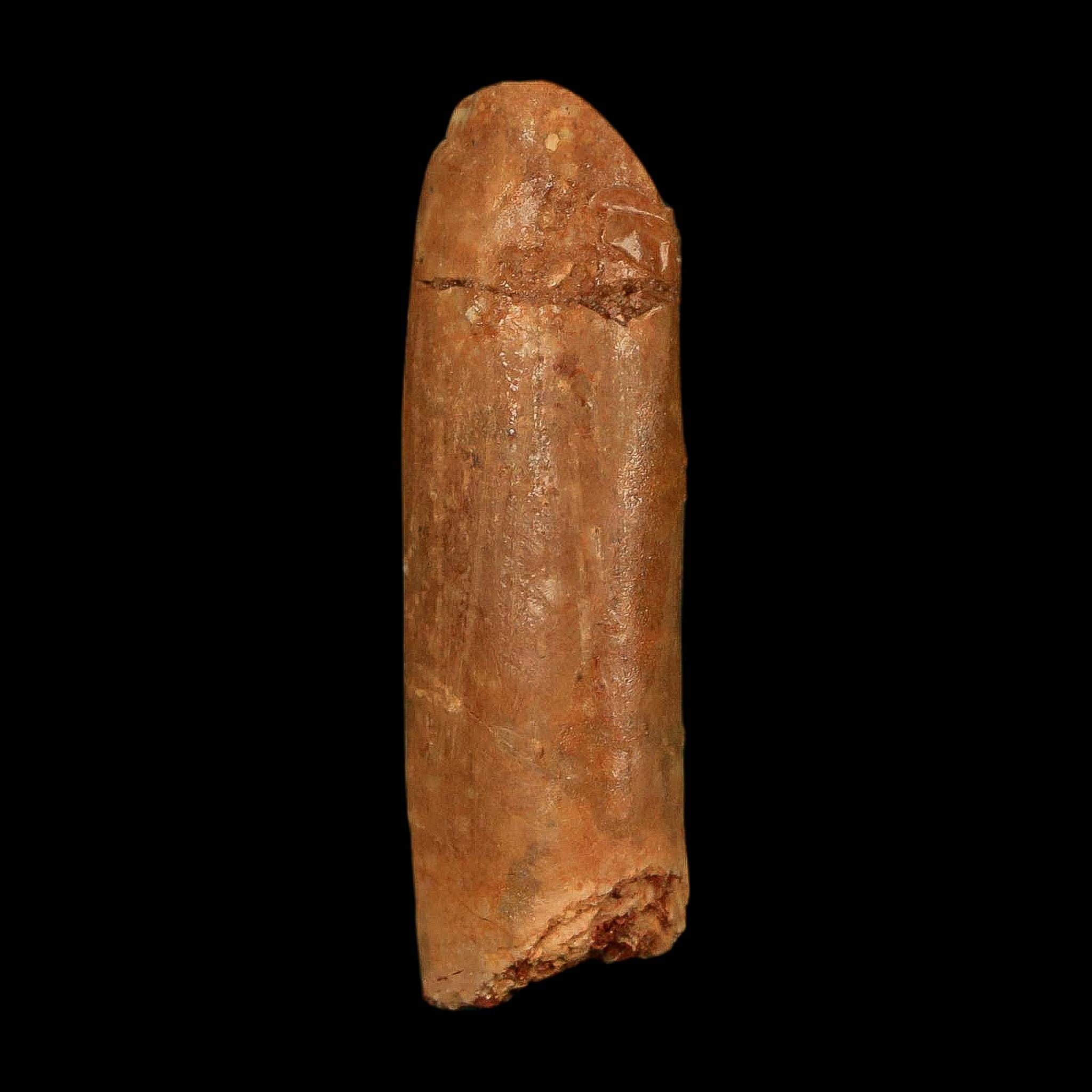 1.3" Rebbachisaurus Sauropod Fossil Tooth Early Cretaceous Dinosaur COA, Display - Fossil Age Minerals