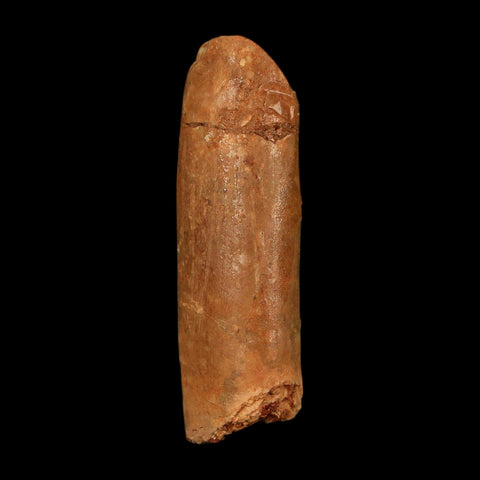 1.3" Rebbachisaurus Sauropod Fossil Tooth Early Cretaceous Dinosaur COA, Display - Fossil Age Minerals