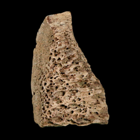 0.9" Tyrannosaurus Rex Fossil Bone Marrow Dinosaur Lance Creek FM WY COA Display