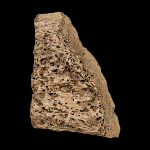 0.9" Tyrannosaurus Rex Fossil Bone Marrow Dinosaur Lance Creek FM WY COA Display