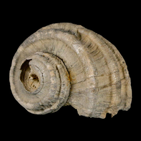 1.8" Ecphora Gardnerae Gastropod Fossil Shell Lee Creek Miocene Epoch North Carolina - Fossil Age Minerals