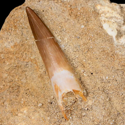 1.4" Plesiosaur Zarafasaura Tooth Fossil In Matrix Cretaceous Dinosaur Era COA - Fossil Age Minerals