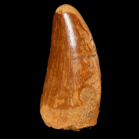 1.5" Carcharodontosaurus Fossil Tooth Cretaceous Dinosaur Morocco COA, Stand - Fossil Age Minerals