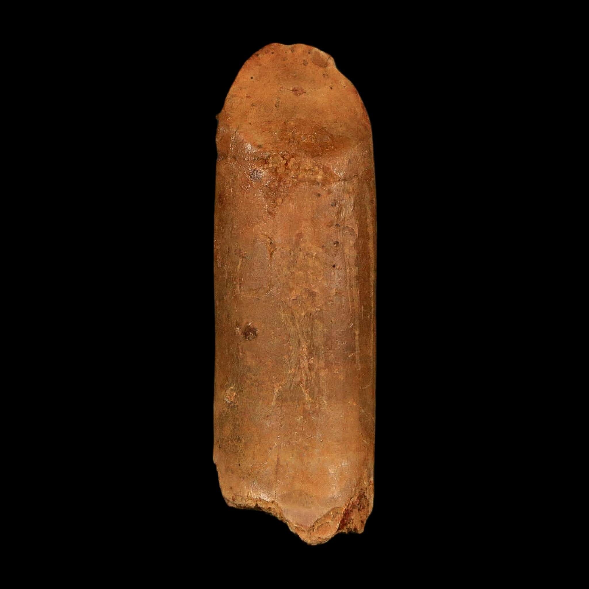 1.3" Rebbachisaurus Sauropod Fossil Tooth Early Cretaceous Dinosaur COA, Display - Fossil Age Minerals