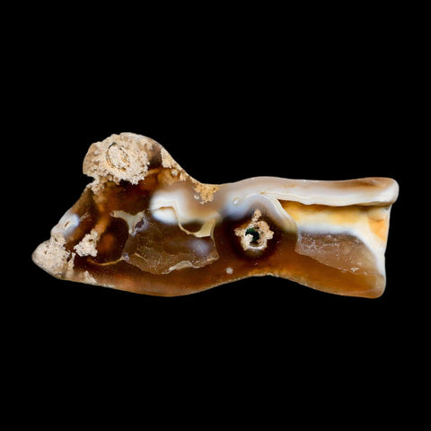 3" Agatized Coral Slabs Fossil Oligocene and Miocene Epochs Tampa Bay Florida