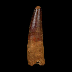 XL 3.8