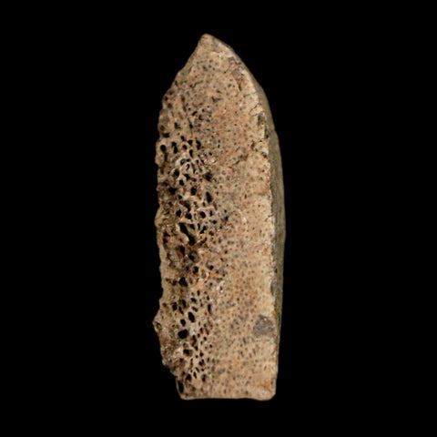 0.9" Tyrannosaurus Rex Fossil Bone Marrow Dinosaur Lance Creek FM WY COA Display