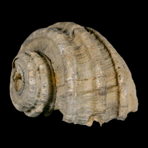 1.8" Ecphora Gardnerae Gastropod Fossil Shell Lee Creek Miocene Epoch North Carolina - Fossil Age Minerals