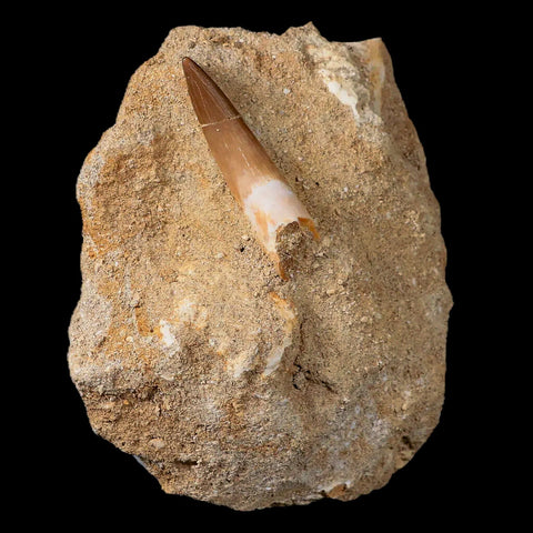 1.4" Plesiosaur Zarafasaura Tooth Fossil In Matrix Cretaceous Dinosaur Era COA - Fossil Age Minerals