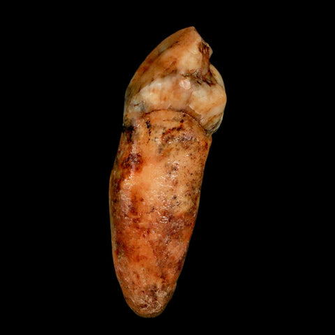 1.4" Extinct Cave Bear Ursus Spelaeus Incisor Tooth Rooted Pleistocene Age COA, Stand