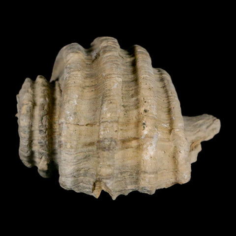 1.8" Ecphora Gardnerae Gastropod Fossil Shell Lee Creek Miocene Epoch North Carolina - Fossil Age Minerals