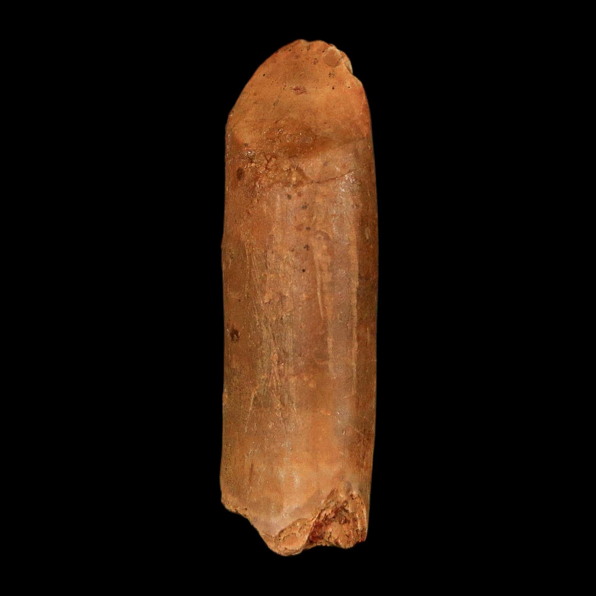 1.3" Rebbachisaurus Sauropod Fossil Tooth Early Cretaceous Dinosaur COA, Display - Fossil Age Minerals