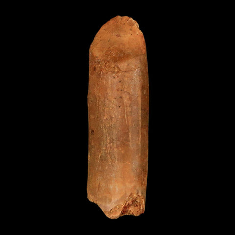 1.3" Rebbachisaurus Sauropod Fossil Tooth Early Cretaceous Dinosaur COA, Display - Fossil Age Minerals