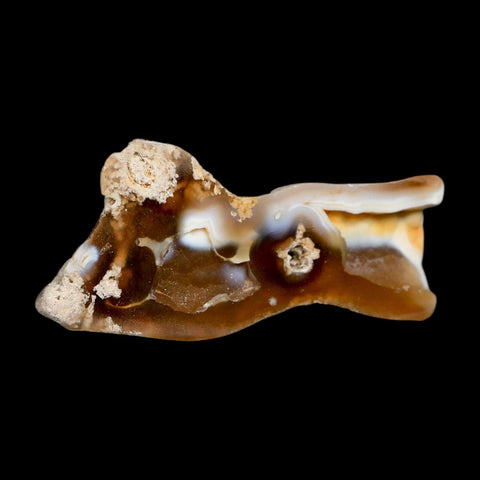 3" Agatized Coral Slabs Fossil Oligocene and Miocene Epochs Tampa Bay Florida